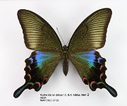 Papilio bianor dehaani (2)